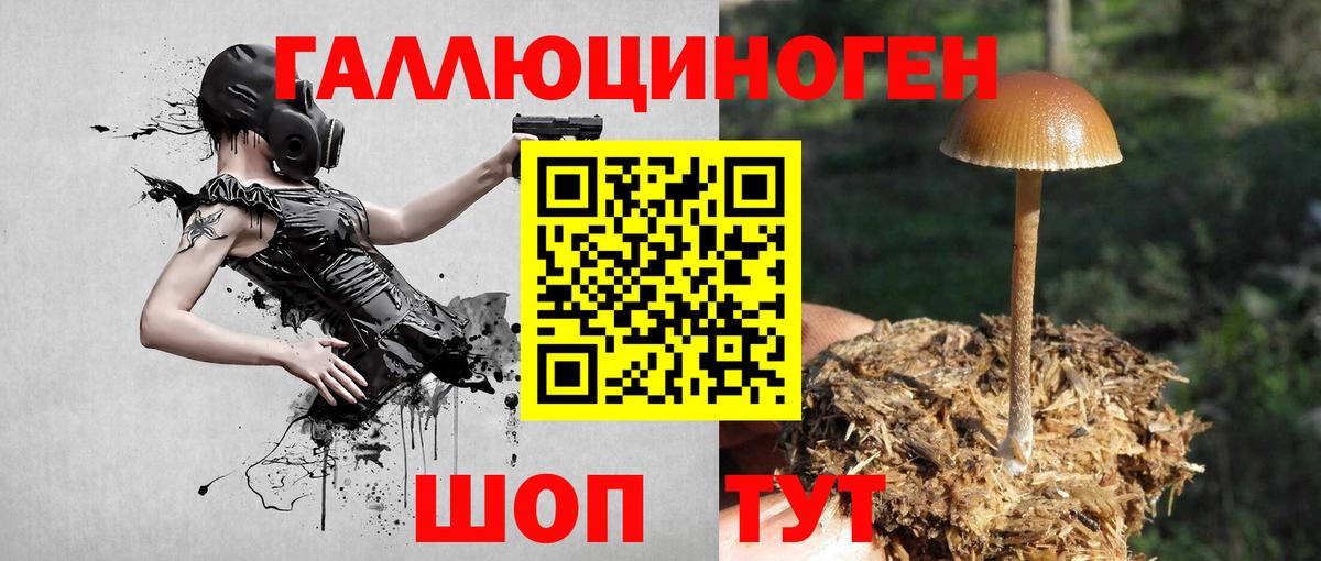 Галлюциногенные грибы Psilocybine cubensis Сосновоборск